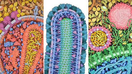 ویروس‌های کشنده‌ای که به تصاویر و پوستر‌های زیبا تبدیل می‌شوند