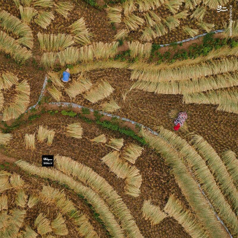 نمایی زیبا از برداشت برنج در گیلان