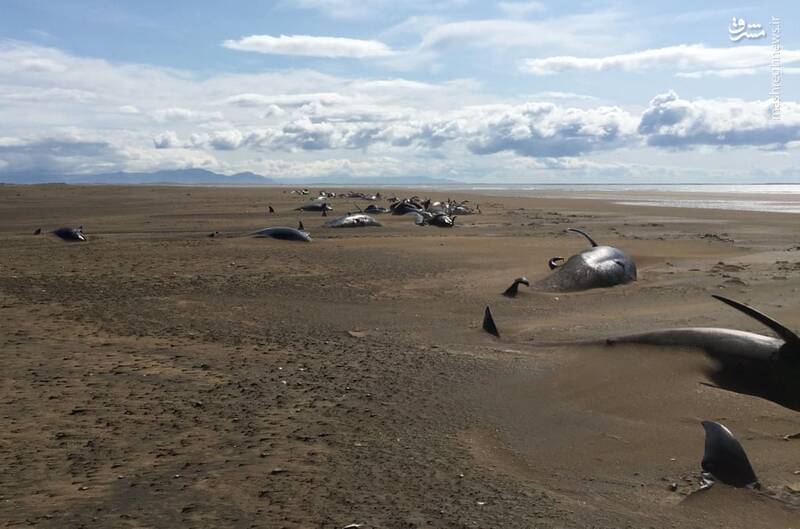 کشف لاشه دهها نهنگ در ایسلند+عکس