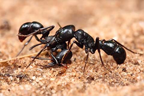 رفتار ژله‌ای مورچه‌های سامورایی!