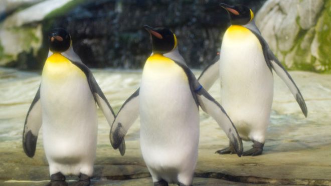 پنگوئن‌های همجنسگرا جوجه‌دار شدند