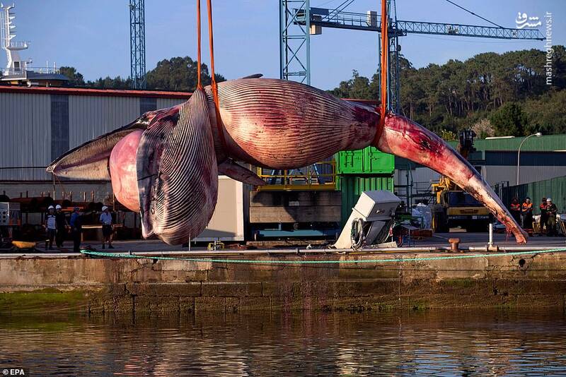نهنگ ۷۵ تنی+عکس