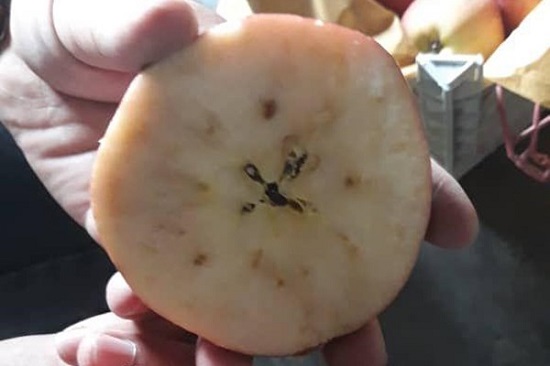 فاسد شدنِ «هزار تن» سیب در دماوند+عکس