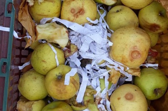 فاسد شدنِ «هزار تن» سیب در دماوند+عکس