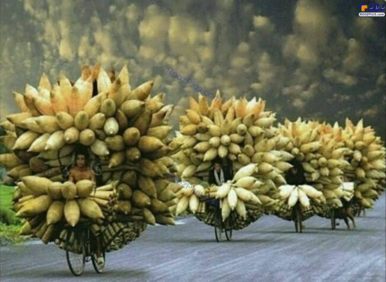 تصویری عجیب از بارکشی کشاورزان ویتنام