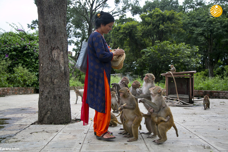 محبت جالب این زن به میمون‌ها +تصاویر