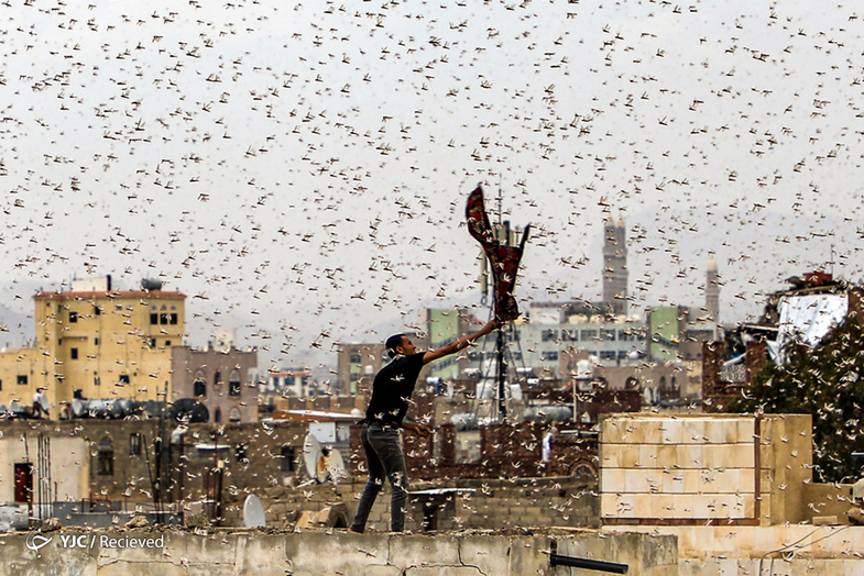 تصاویر عجیبی از  هجوم ملخ‌ها به یمن‎