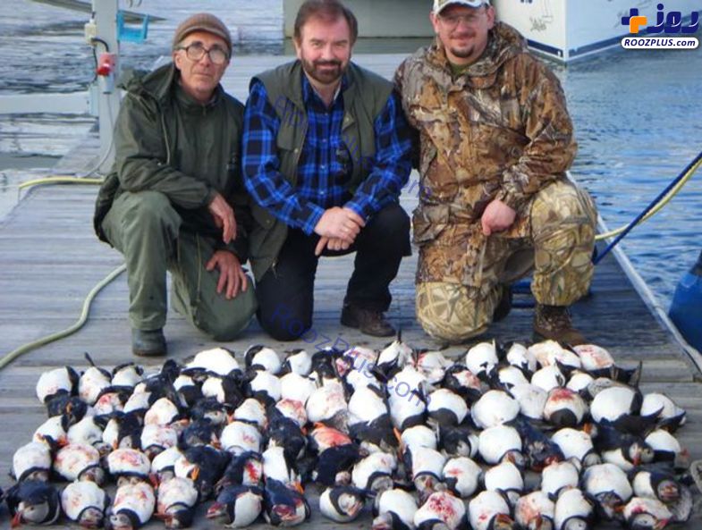 قتل عام ۱۰۰ طوطی دریایی به خاطر ۳۰۰۰ پوند+عکس