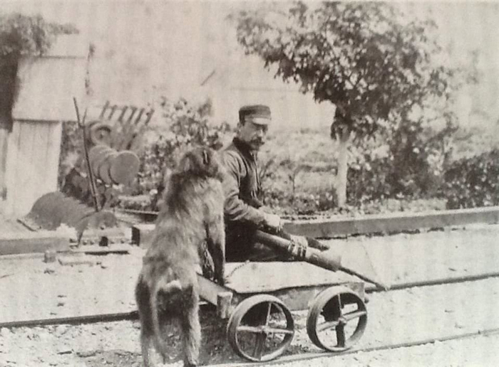 جک؛ میمونی که کارمند رسمی راه‌آهن شد+عکس