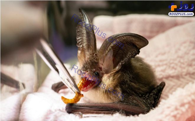تصویری از غذا دادن به یک خفاش مصدوم
