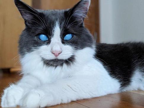 گربه‌ای با چشمان زیبا اما نابینا!