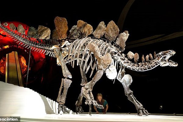 قدیمی ترین گونه یک «دایناسور» کشف شد+ عکس