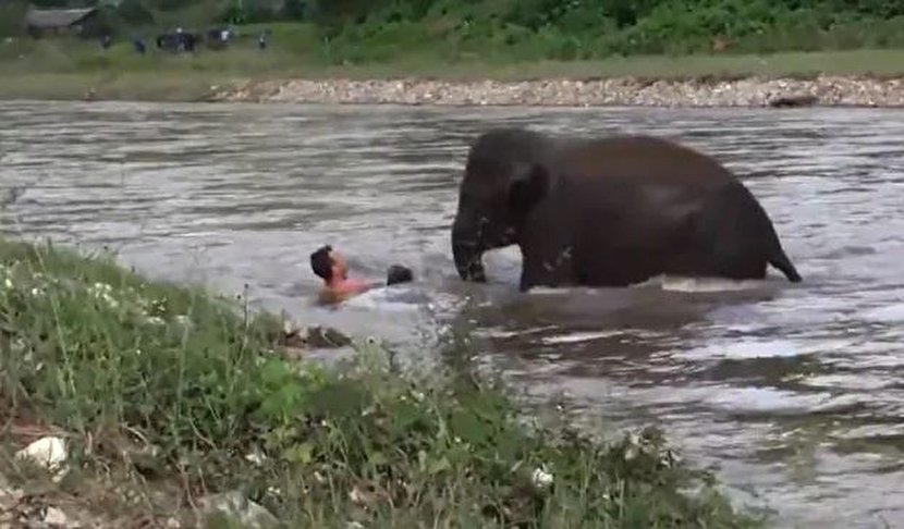 بچه فیل با حرکت دیدنی مرد درحال غرق را نجات داد +عکس