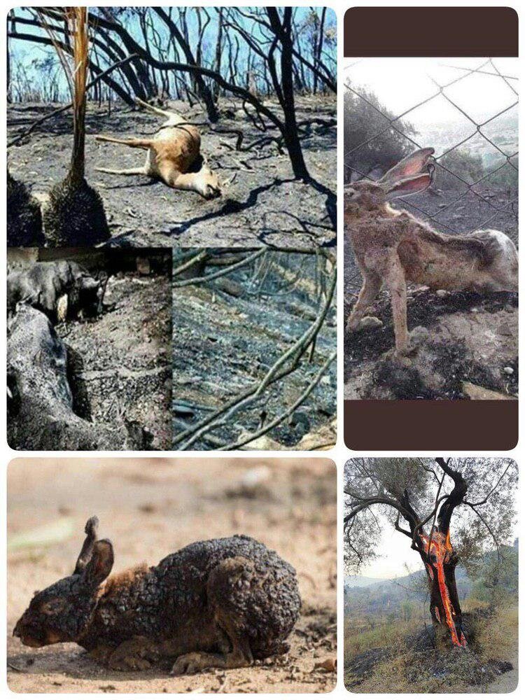 تصاویر جعلی از لاشه سوخته حیوانات در آتش سوزی ارسباران