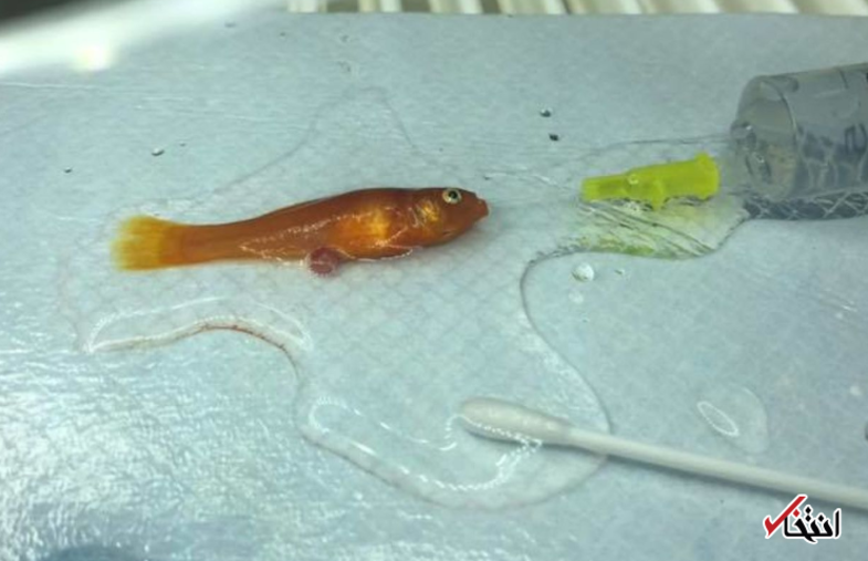 برداشتن معده یک ماهی در جراحی نادر+عکس