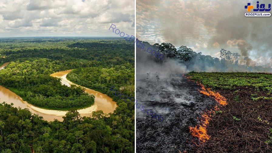 آمازون قبل و بعد از آتش سوزی +عکس