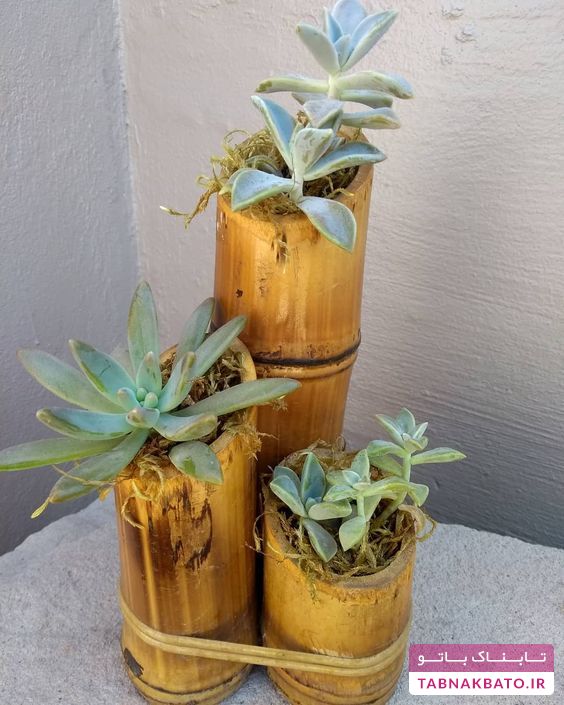 ایده‌هایی برای داشتن گلدان‌هایی از چوب بامبو