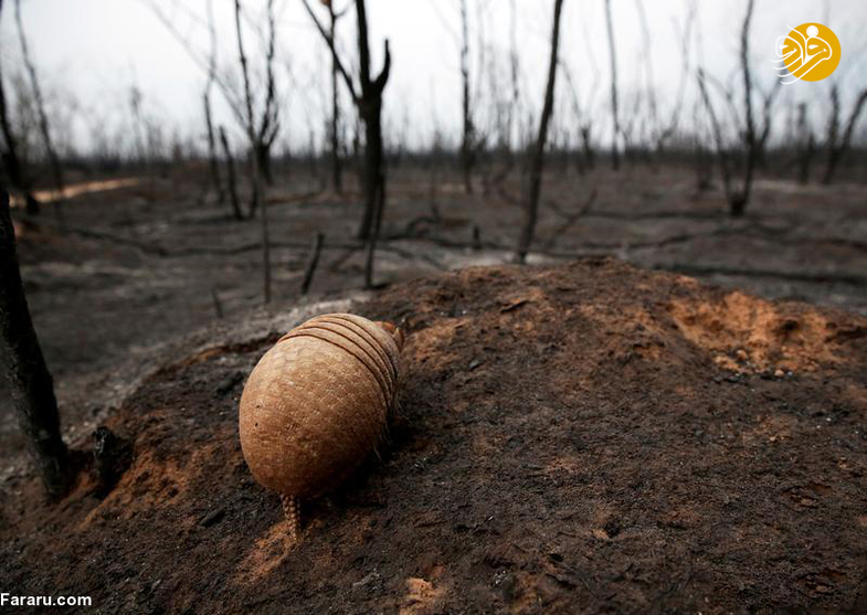 تنها جانور زنده مانده از آتش‌سوزی جنگل‌های بولیوی +عکس
