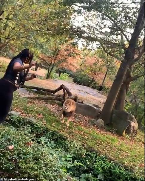 ملاقات عجیب یک زن با شیر باغ وحش همه را شوکه کرد +تصاویر