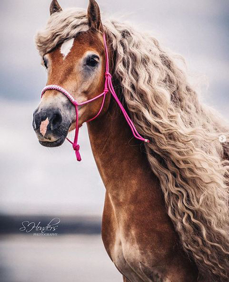 هر دختری به مو‌های این اسب حسادت می‌کند+عکس