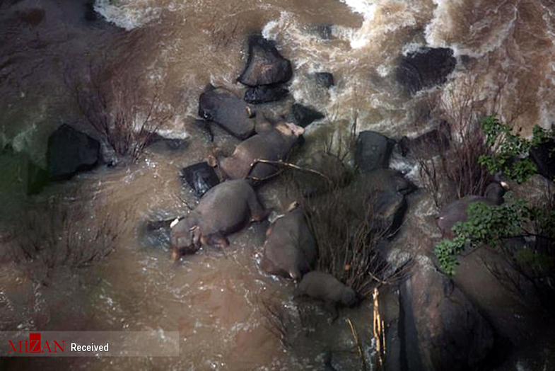 تصاویری از مرگ شش فیل بر اثر سقوط از یک آبشار