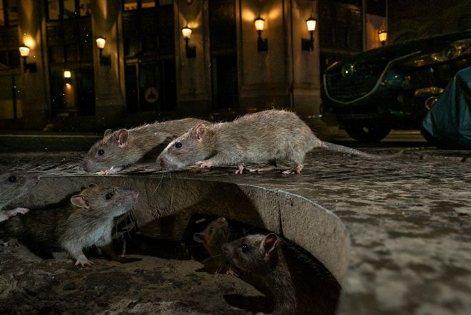 بهترین عکس‌های حیات وحش سال: جدال موش خرما و روباه در اوج