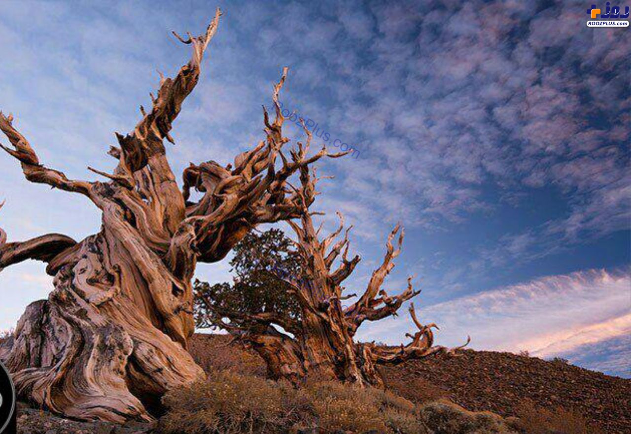کهنسال ترین درخت دنیا+عکس