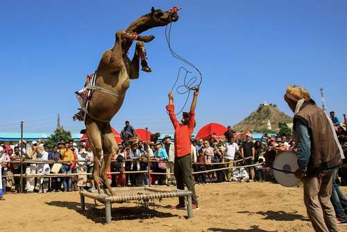 از مسابقه رقص شترها تا سفر ایوانکا ترامپ به مراکش