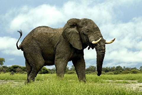 حمله فیل عصبانی به یک خودرو هنگام عبور از جاده