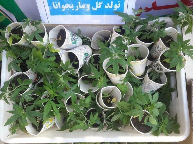 کشف ۳۶۰ گلدان مخدر« گل» در تهران +عکس