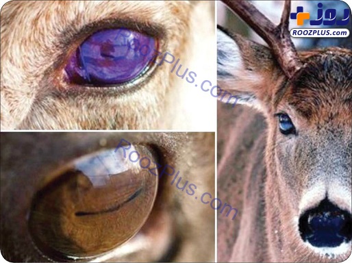 رنگ چشم این حیوان با توجه به فصل عوض می‌شود +عکس