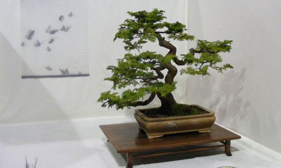 قدیمی‌ترین درخت بونسای در جهان