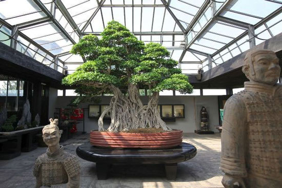 قدیمی‌ترین درخت بونسای در جهان