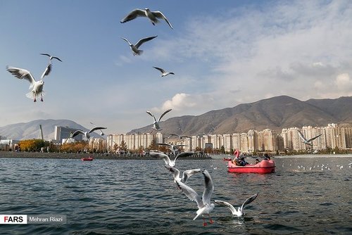 تهران؛ میزبان «پرندگان سیبری»