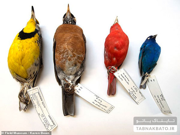 عکس‌هایی از مرگ پرندگان بر اثر تغییرات آب و هوایی