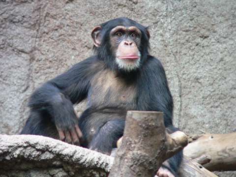 شامپانزه‌ای که با علاقه لباس می‌شوید!