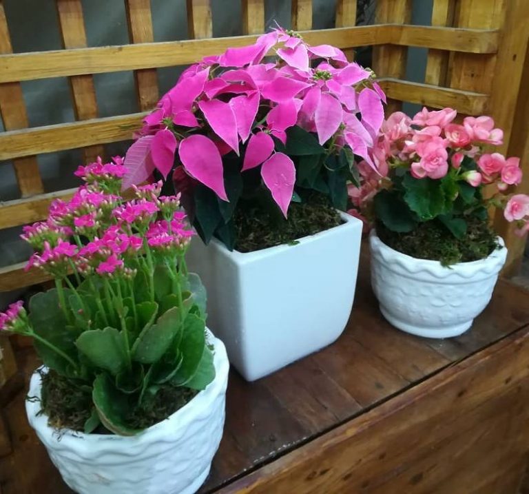 بهترین گیاهان آپارتمانی در پاییز و زمستان؛ ۸ نکته برای انتخاب گیاهان مقاوم به سرما
