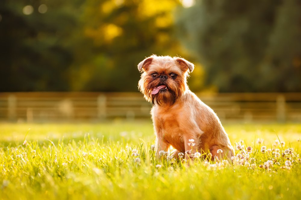 با ۱۰ تا از خنده‌دارترین نژاد سگ ها در دنیا آشنا شوید