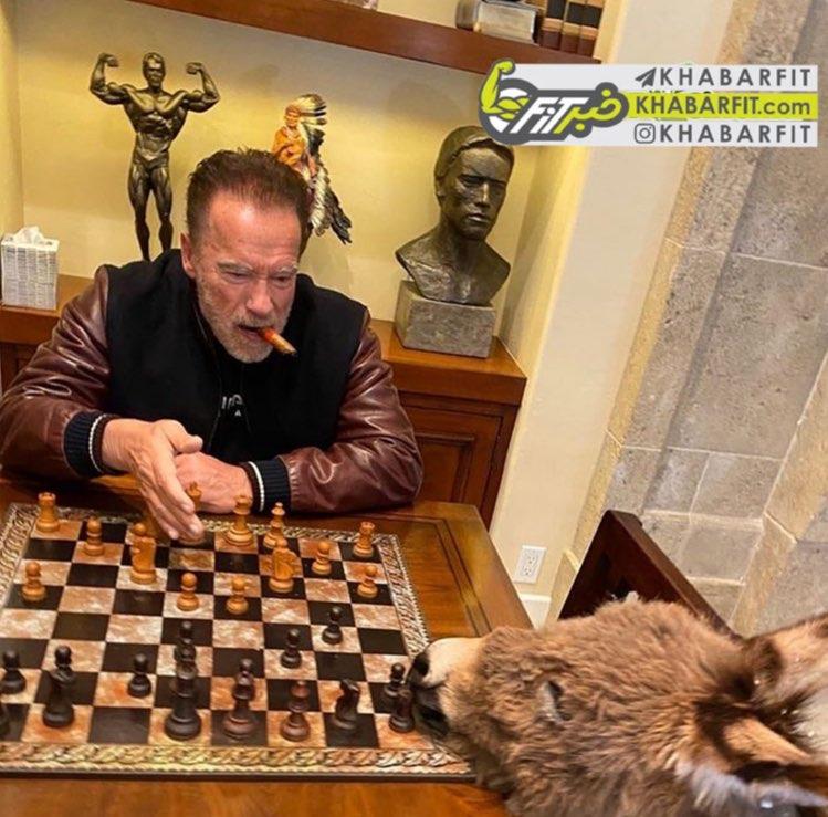 شطرنج بازی کردن آرنولد با الاغش در قرنطینه+عکس