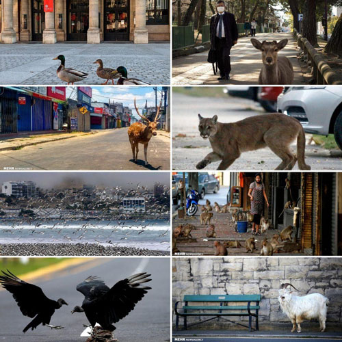 حضور حیوانات در شهرها پس از قرنطینه+عکس