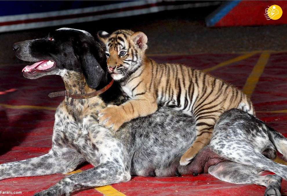 دوستی غیرمعمول حیوانات