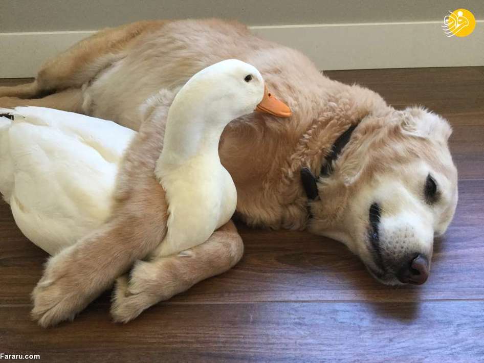 دوستی غیرمعمول حیوانات