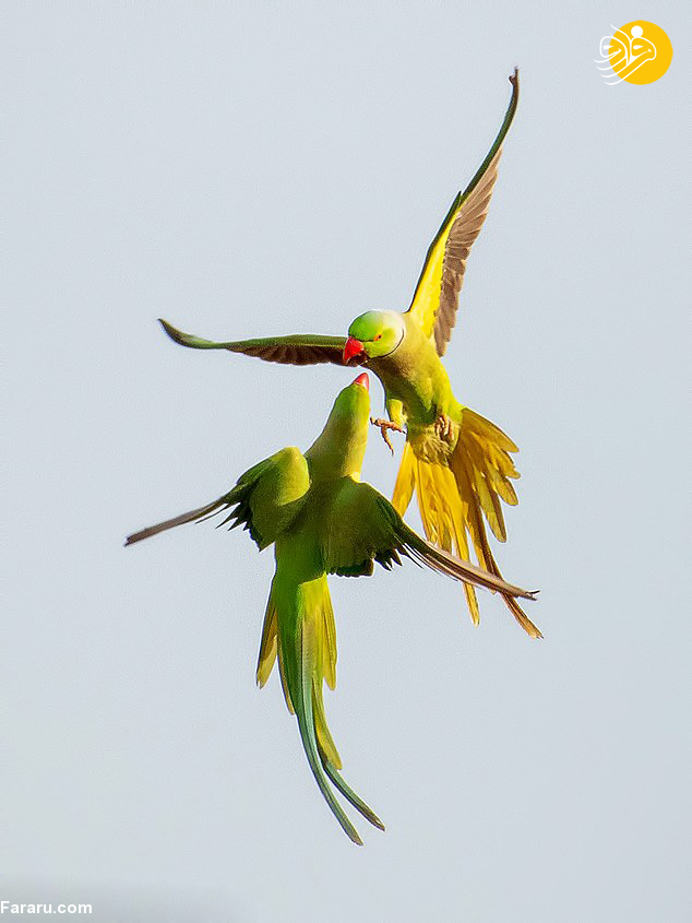 درگیری جالب دو طوطی در هوا+ عکس