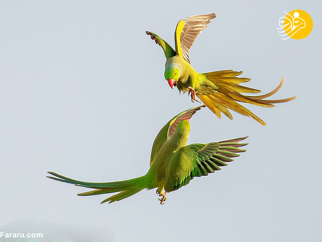 درگیری جالب دو طوطی در هوا+ عکس