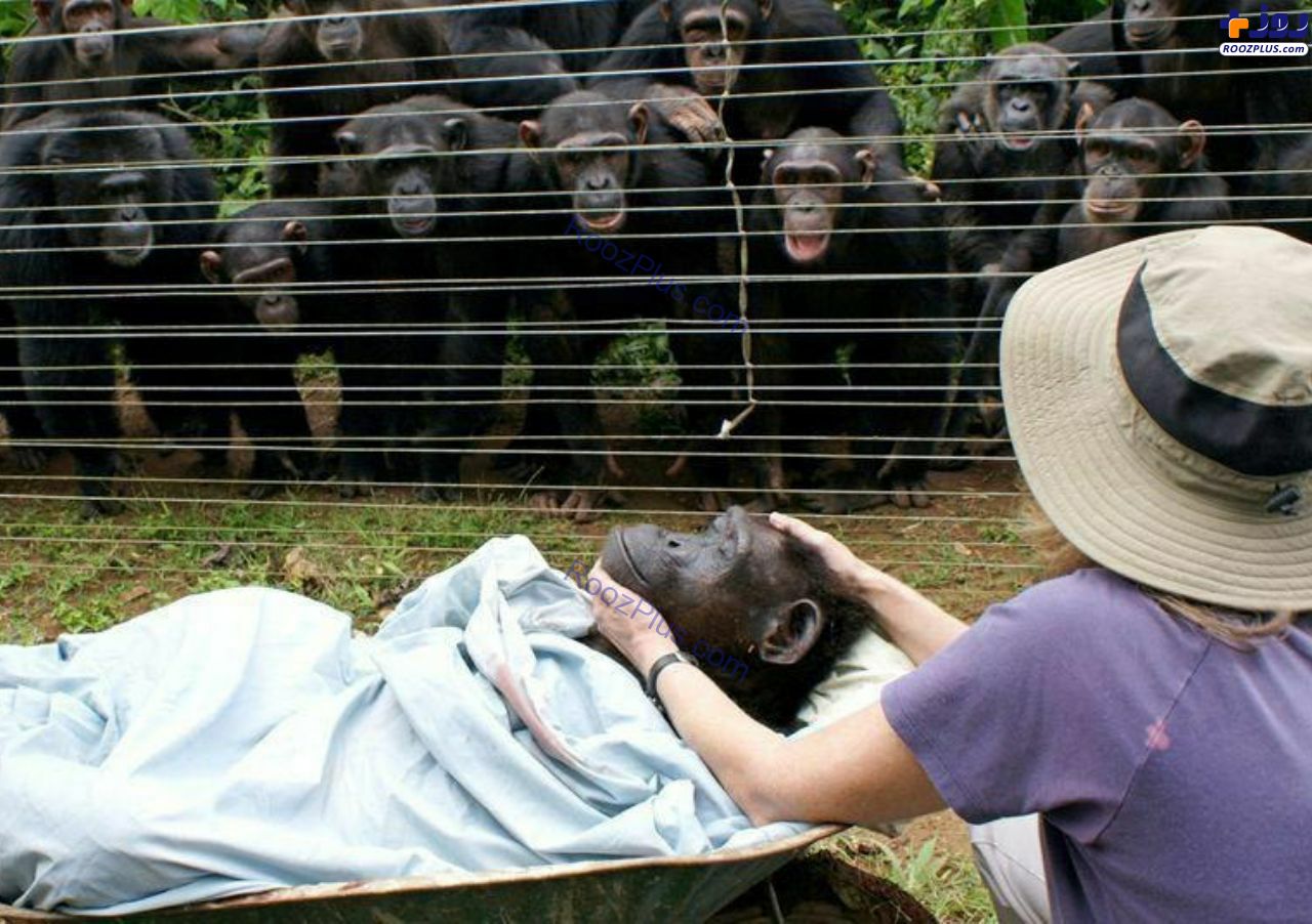 اندوه شامپانزه ها برای از دست دادن شامپانزه‌ای دیگر +عکس