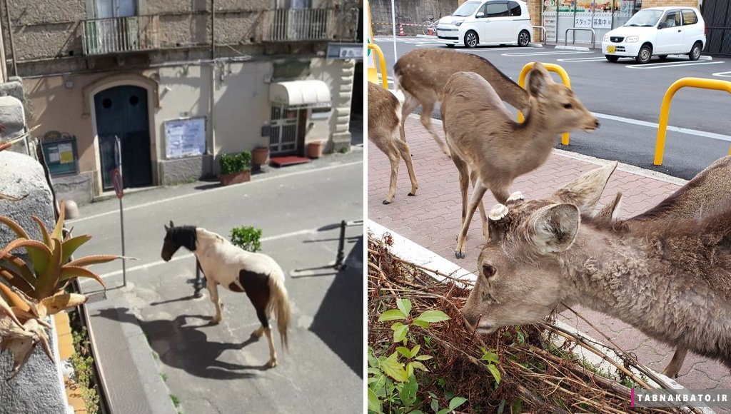 بازگشت شگفت‌آور حیوانات به شهرها پس از قرنطینه انسانها