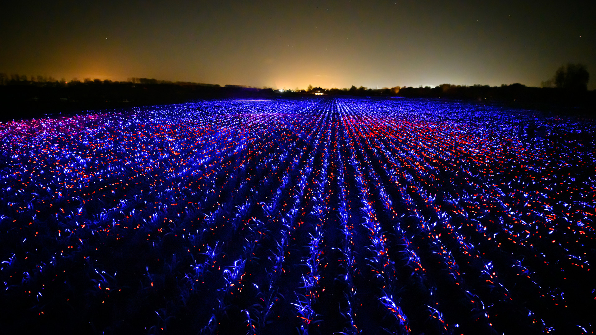 این مزرعه در هلند با چیدمان ویژه نور، تبدیل به سرزمین زیبای پرشگفتی شد!