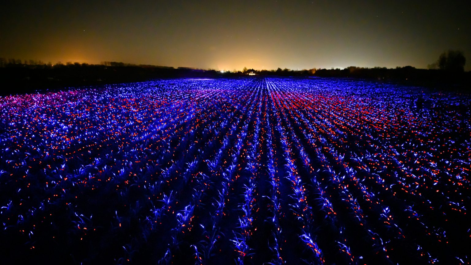 این مزرعه در هلند با چیدمان ویژه نور، تبدیل به سرزمین زیبای پرشگفتی شد!