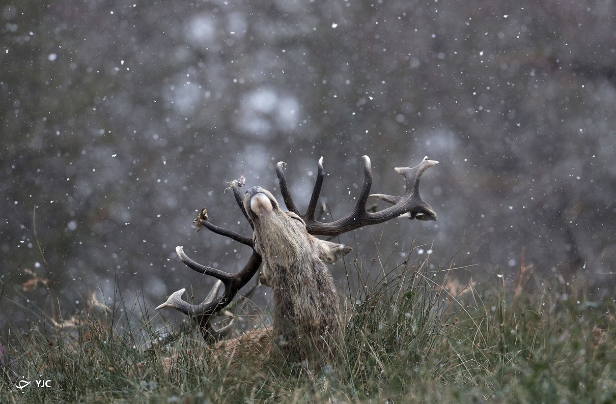 لذت بردن گوزن شاخدار از بارش برف + عکس