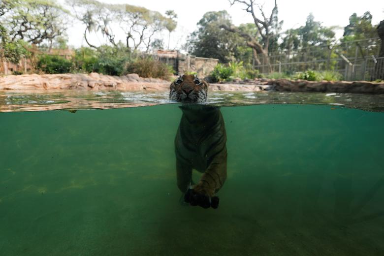 شنای ببر در استخر باغ وحش + عکس